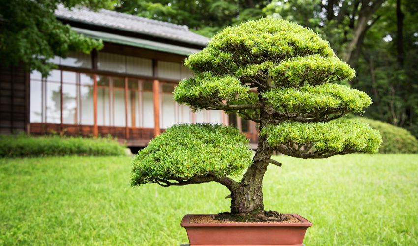 Dwarf jade bonsai care: Tips for growing and maintaining your bonsai plant