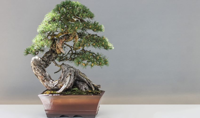 The Ultimate Guide to Choosing the Right Bonsai Turntable for Your Garden