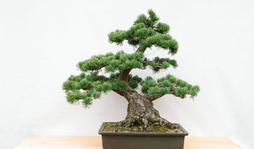 The Ultimate Guide to Bonsai Care for Tropical Species: Tips and Techniques