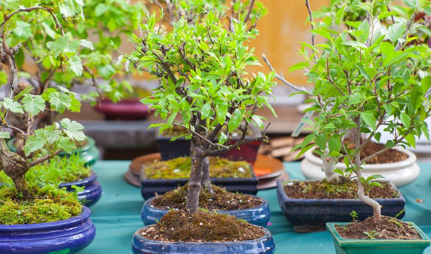 The Ultimate Guide to Finding the Best Bonsai Soil Sieves for Your Garden