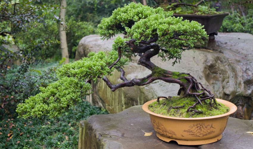 The Ultimate Guide to Choosing the Right Bonsai Pot for Your Tree