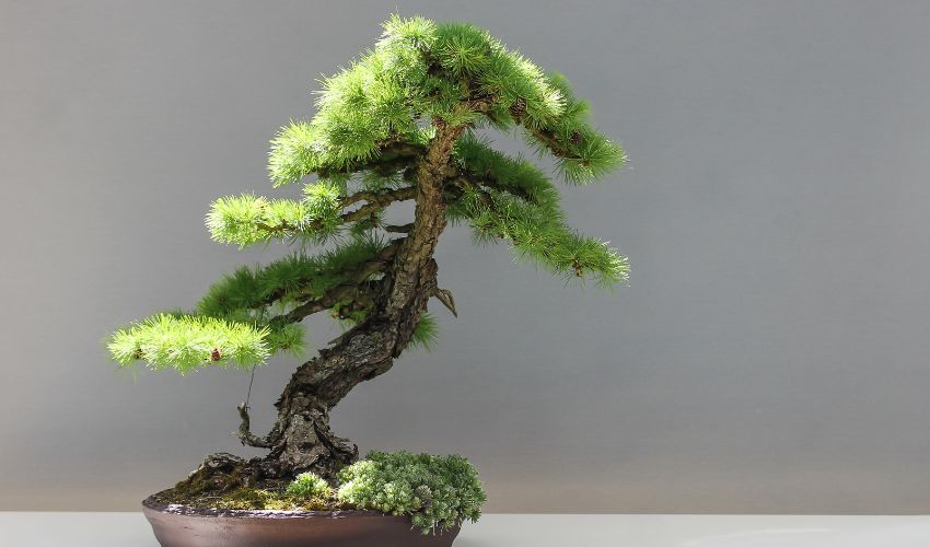 The Ultimate Guide: How to Use Bonsai Tweezers for Pruning and Maintenance