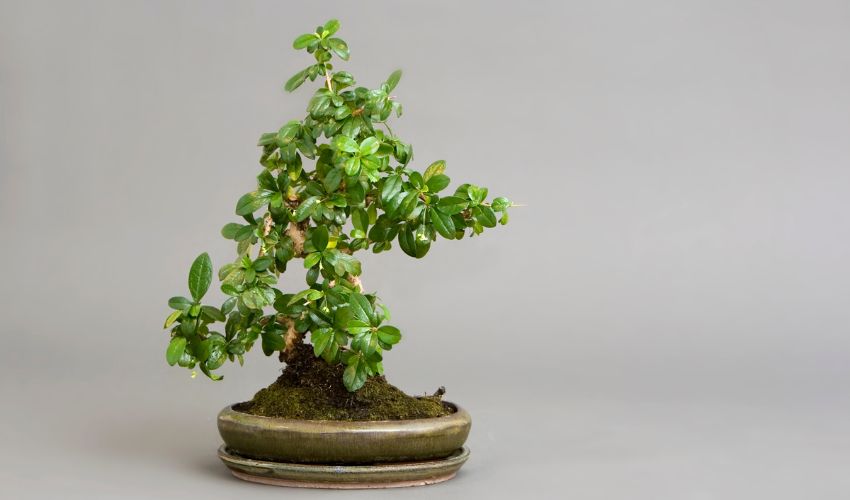 Learn the Art of Shaping a Bonsai Tree with Expert Tips and Techniques