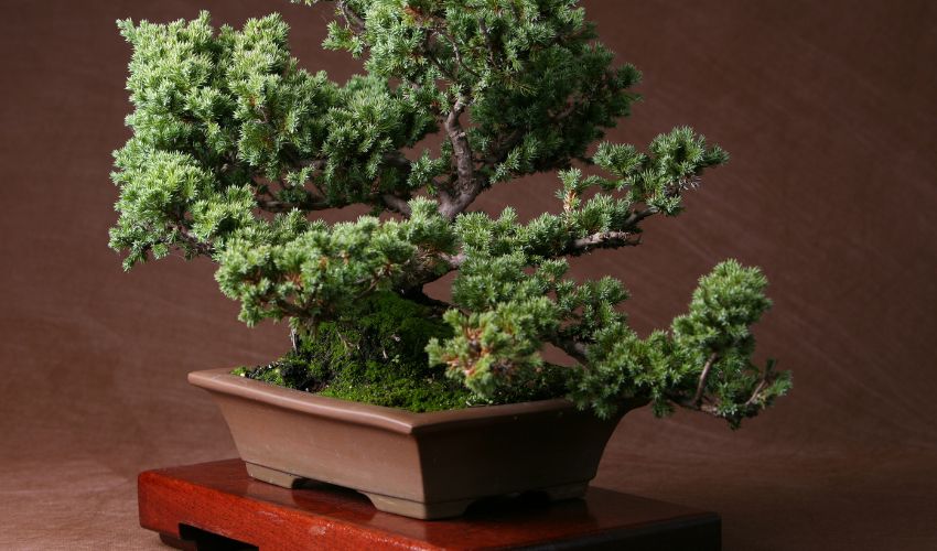 Ultimate Guide to Olive Bonsai Care and Styling Tips for Beginners