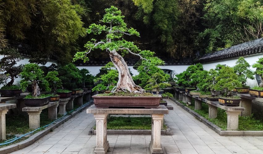 Mastering Bonsai Techniques: A Guide on How to Use Concave Cutters for Bonsai